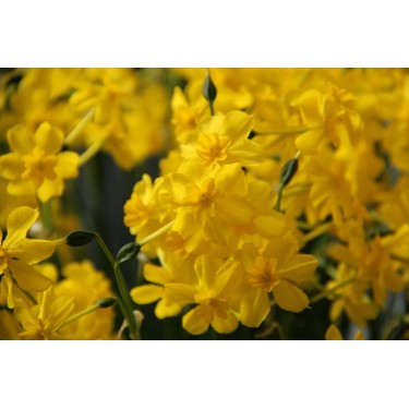 Narcissus cordubensis Narcissus cordubensis