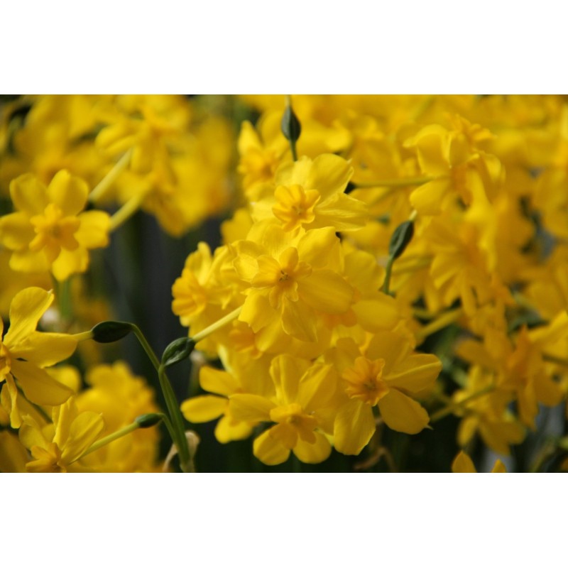 Narcissus cordubensis Narcissus cordubensis