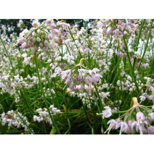 Allium cernuum -White Max- 