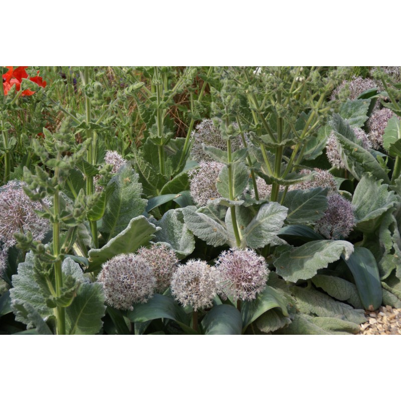 Allium karataviense