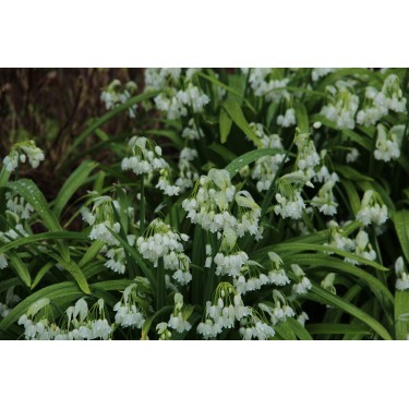 Allium paradoxum var. normale Allium paradoxum var. normale