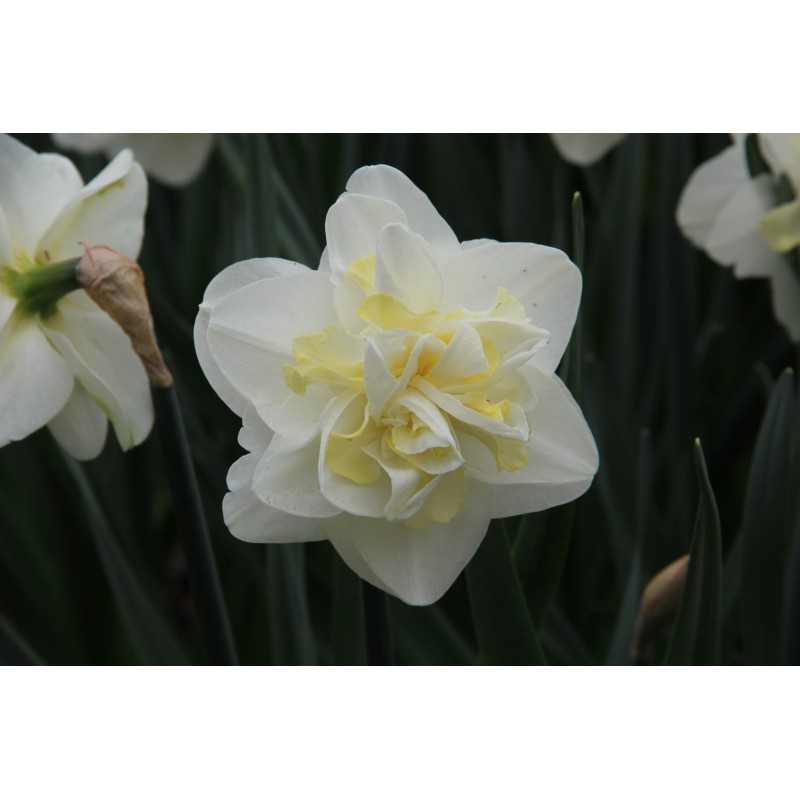 Narcissus 'Easter Born' Narcissus 'Easter Born'