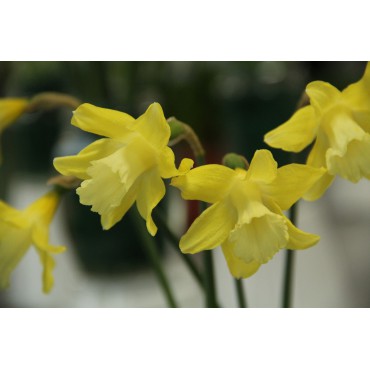 Narcissus 'Little Spell'