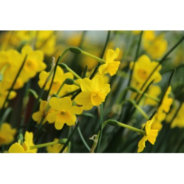 Narcissus 'More and More' Narcissus 'More and More'
