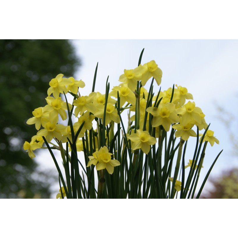 Narcissus 'Sabrosa' Narcissus 'Sabrosa'
