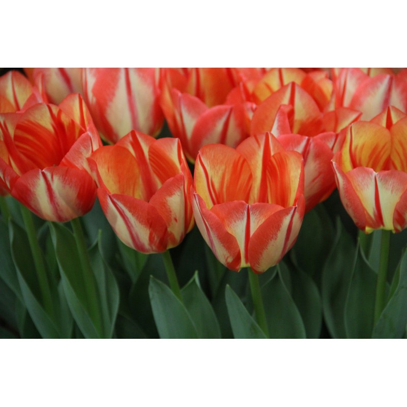 Tulipa 'Spryng Break' Tulipa 'Spryng Break'