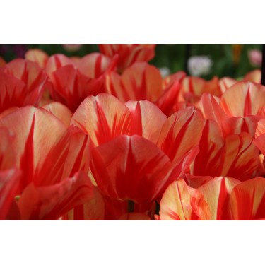 Tulipa 'Spryng Break' Tulipa 'Spryng Break'