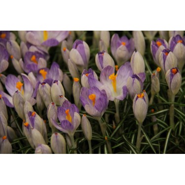 Crocus etruscus 'Rosalund'