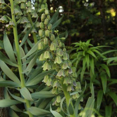 Fritillaria persica 'Green Dreams' Fritillaria persica 'Green Dreams'