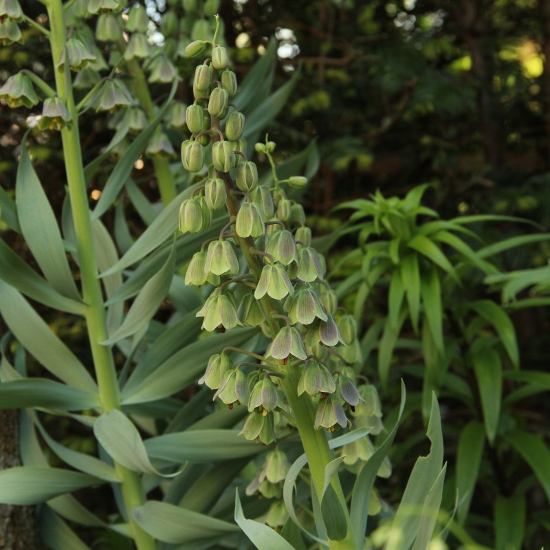 Fritillaria persica 'Green Dreams' Fritillaria persica 'Green Dreams'