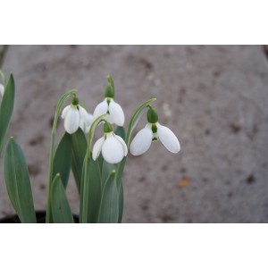 Galanthus 'Snowwhite' (Imperial Group)