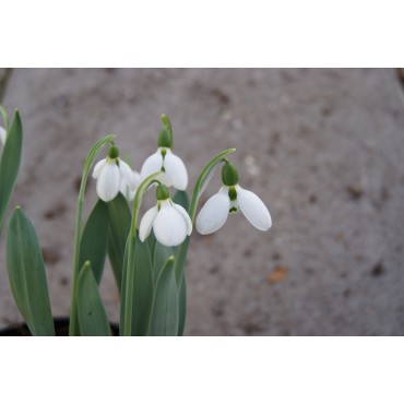 Galanthus 'Snowwhite' (Imperial Group)