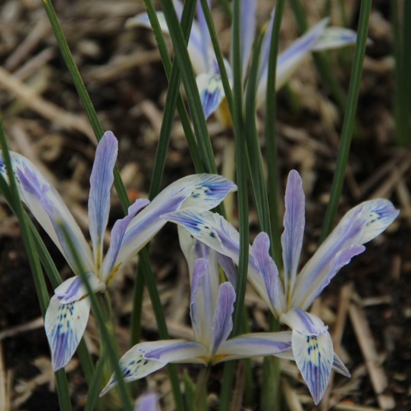 Iris reticulata 'Painted Lady'