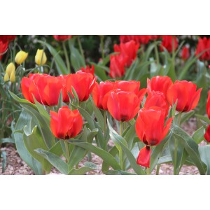 Tulipa greigii