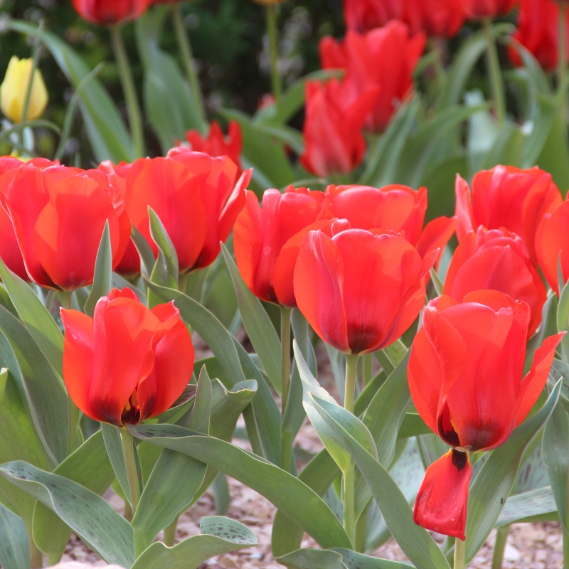 Tulipa greigii