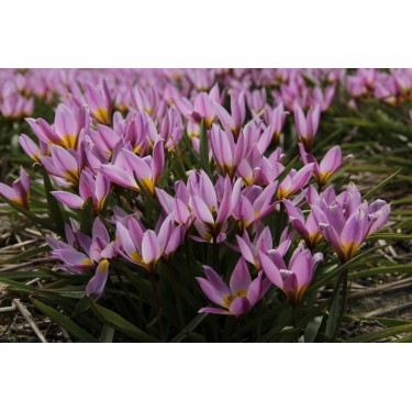 Bijenpakket voor in potten - 100 stuks Bijenpakket voor in potten - 100 stuks