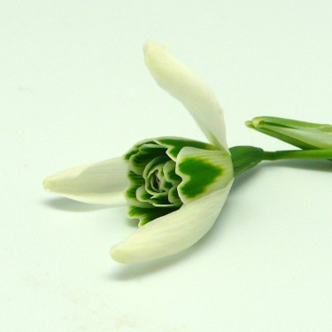 Galanthus 'Forge Double'