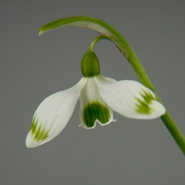 Galanthus 'Greenfinch'