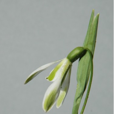 Galanthus 'Margery Fish'