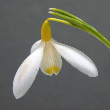 Galanthus 'Sandersii' ex Lowick