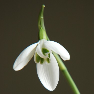 Galanthus 'Silverwells'