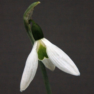 Galanthus 'Yvonne Hay'