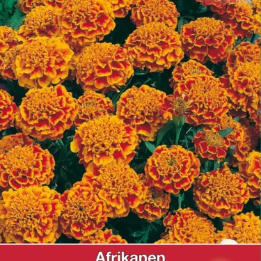 Tagetes patula nana 'Honeycomb' Tagetes patula nana 'Honeycomb'
