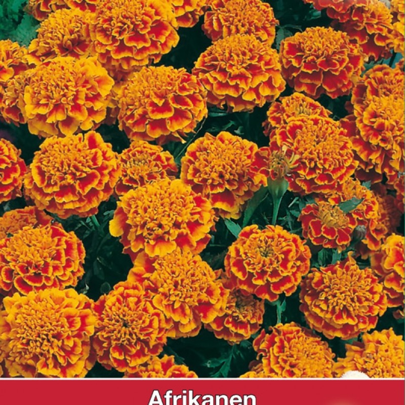 Tagetes patula nana 'Honeycomb' Tagetes patula nana 'Honeycomb'