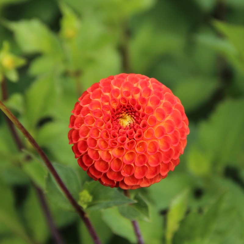 Dahlia 'Bantling' Dahlia 'Bantling'