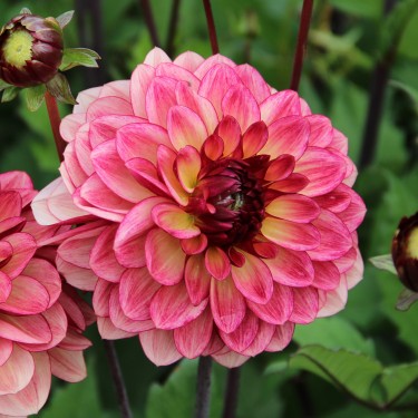 Dahlia 'Crème de Cognac' Dahlia 'Crème de Cognac'