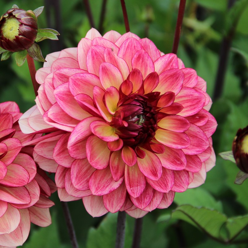 Dahlia 'Crème de Cognac' Dahlia 'Crème de Cognac'