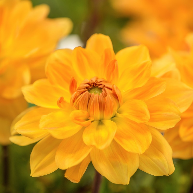 Dahlia 'Karma Gold' Dahlia 'Karma Gold'