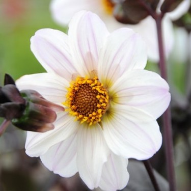 Dahlia 'Bishop of Dover' Dahlia 'Bishop of Dover'