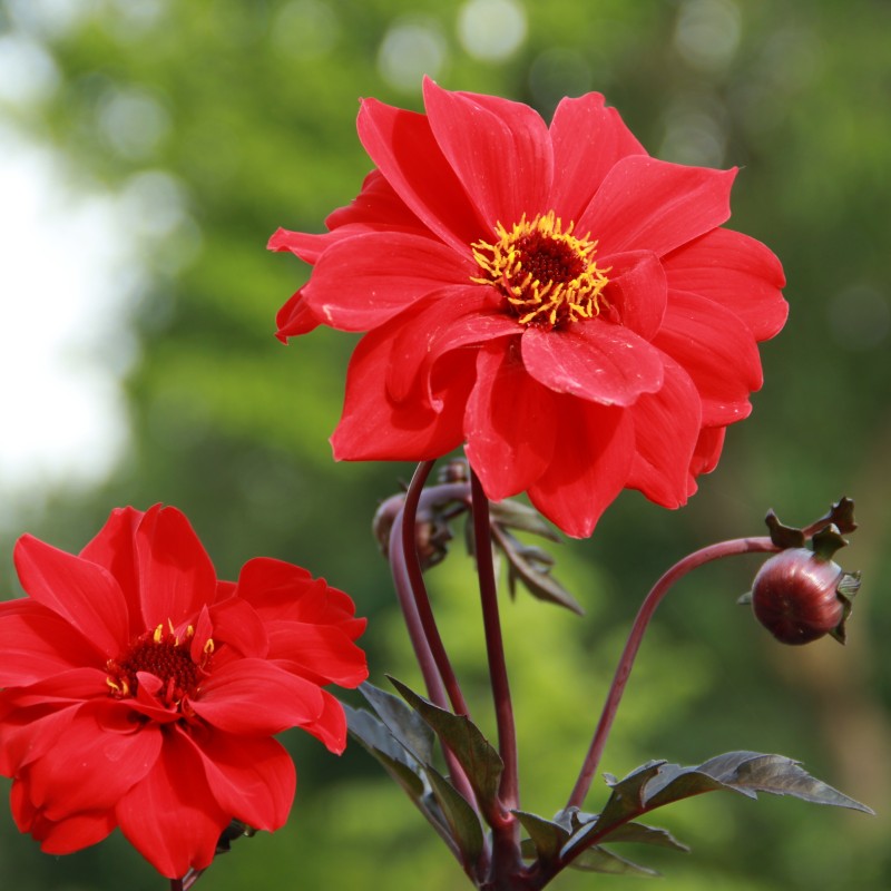 Dahlia 'Bishop of Llandaff' Dahlia 'Bishop of Llandaff'