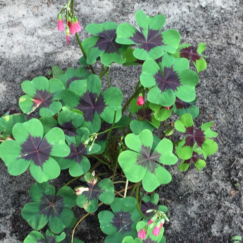 Oxalis deppei 'Iron Cross' 