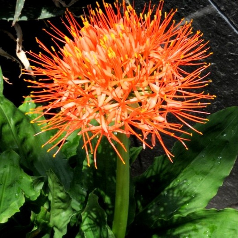 Scadoxus multiflorus ssp. katherinae Scadoxus multiflorus ssp. katherinae