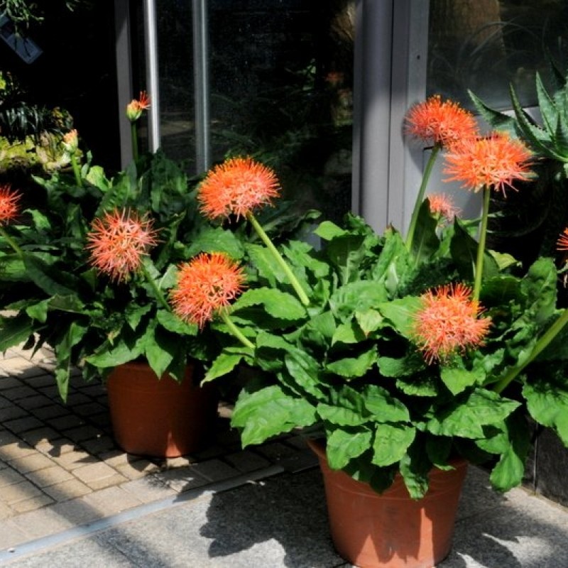 Scadoxus multiflorus ssp. katherinae Scadoxus multiflorus ssp. katherinae