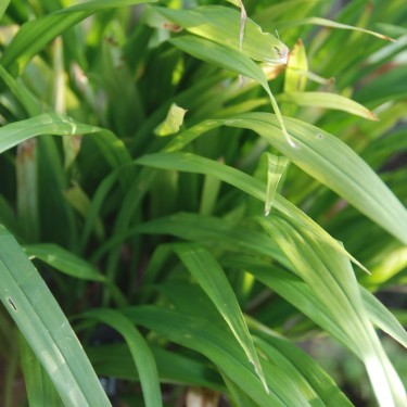 Aspidistra hainanensis 