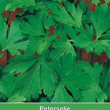 Peterselie Gewone Snij / Petroselinum crispum 'Gewone Snij' Peterselie Gewone Snij / Petroselinum crispum 'Gewone Snij'