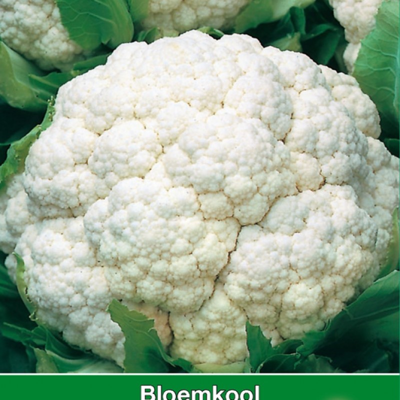 Bloemkool Amazing Bloemkool Amazing