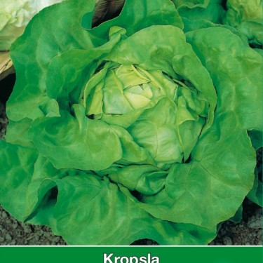 Kropsla Attractie Kropsla Attractie