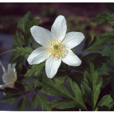 Anemone nemorosa 'Vreedenburg'