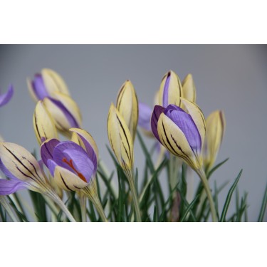 Crocus imperati subsp. imperati 'De Jager' Crocus imperati subsp. imperati 'De Jager'