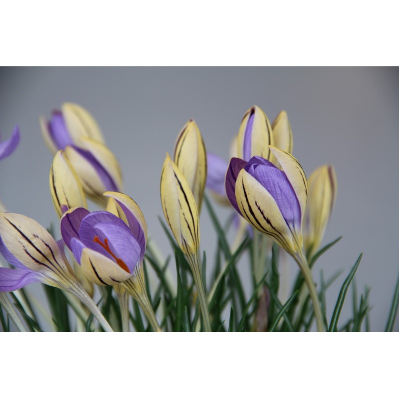 Crocus imperati subsp. imperati 'De Jager' Crocus imperati subsp. imperati 'De Jager'