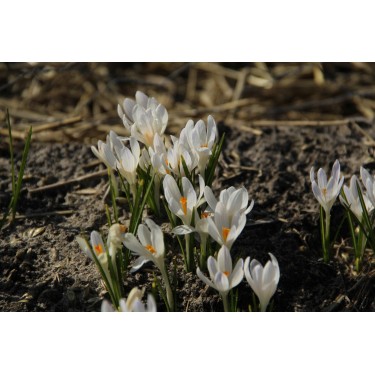 Crocus tommasinianus 'Albus' Crocus tommasinianus 'Albus'
