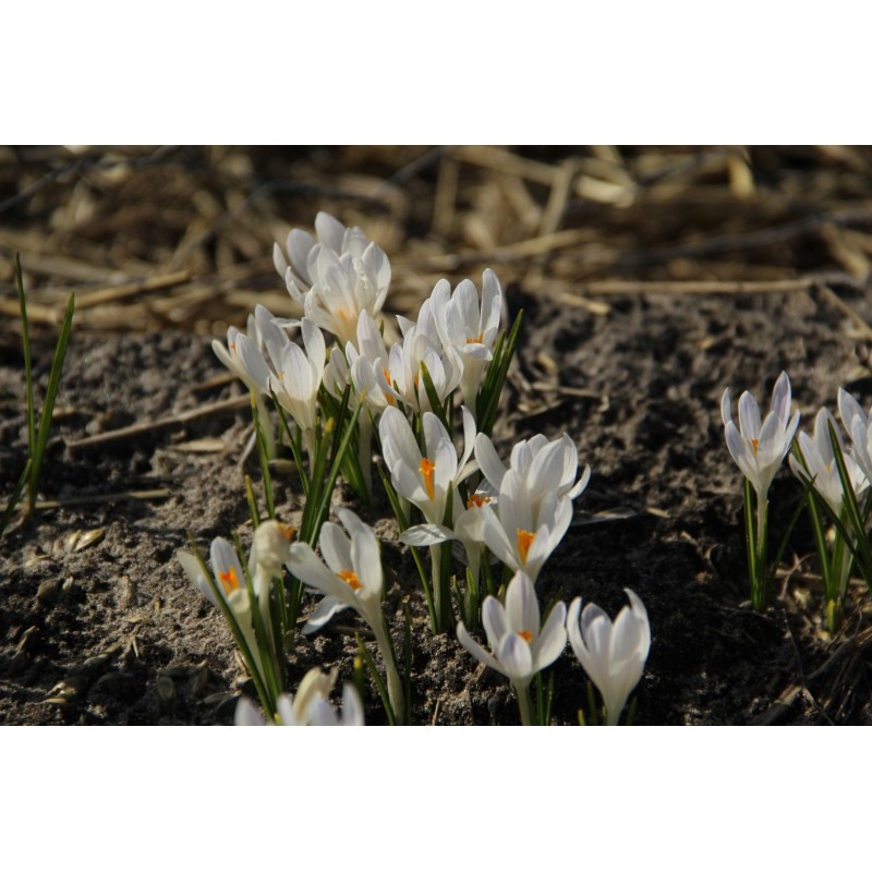Crocus tommasinianus 'Albus' Crocus tommasinianus 'Albus'