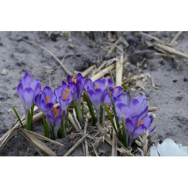 Crocus tommasinianus 'Pictus' Crocus tommasinianus 'Pictus'