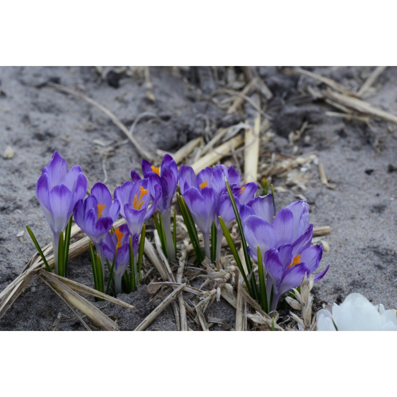 Crocus tommasinianus 'Pictus' Crocus tommasinianus 'Pictus'