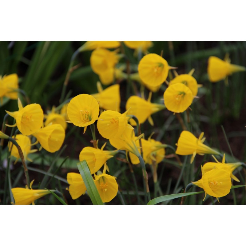 Narcissus bulbocodium 'Oxford Gold' Narcissus bulbocodium 'Oxford Gold'