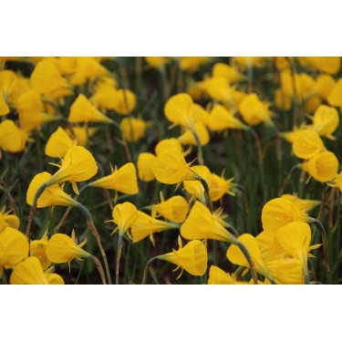 Narcissus bulbocodium 'Oxford Gold' Narcissus bulbocodium 'Oxford Gold'